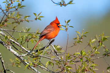 Bright and beautiful male cardinal on a branch