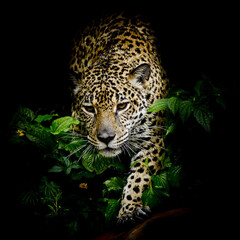 Fototapeta na wymiar close up portrait of leopard