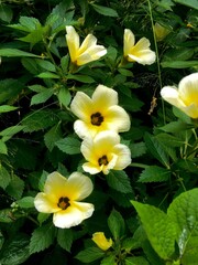 yellow and white flowers in the garden