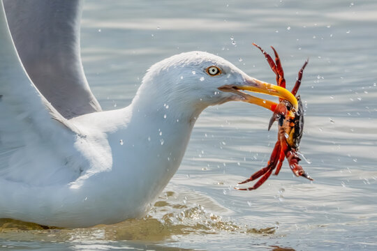 Schwimmende M&ouml;we mit einer Krabbe im Schnabel