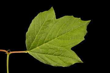 Guelder Rose (Viburnum opulus). Leaf Closeup