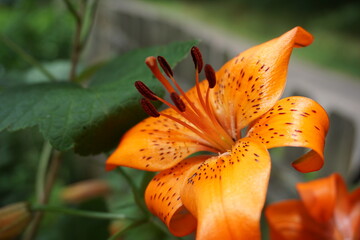 Orangene tropische Blume -Orange tropical flower © Elisa