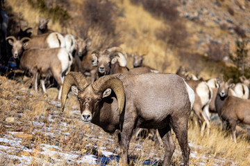 rocky mountain big horn sheep