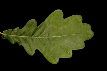 Common Oak (Quercus robur). Leaf Closeup