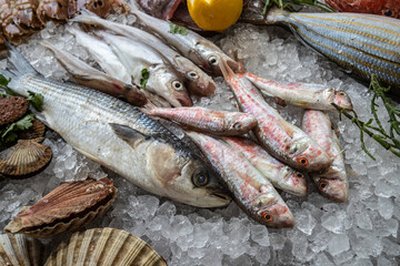 Pesci del Golfo di Trieste