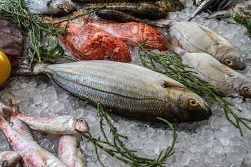 Pesci del Golfo di Trieste