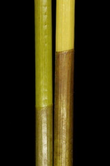 Common Spike-Rush (Eleocharis palustris). Truncate Upper Leaf Sheaths Closeup