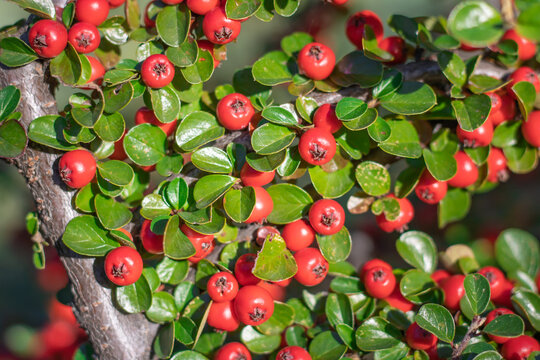 Bunches of ripe red berry cotoneaster in autumn garden. Horizontal branch with green young fresh leaves. Ornamental plant used in hedges. Fruit berry bush. Plant for garden art design landscape.