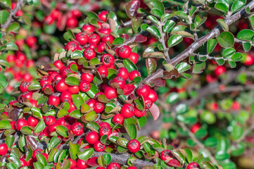 Bunches of ripe red berry cotoneaster in autumn garden. Horizontal branch with green young fresh leaves. Ornamental plant used in hedges. Fruit berry bush. Plant for garden art design landscape.