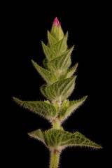 Annual Clary (Salvia viridis). Immature Inflorescence Closeup