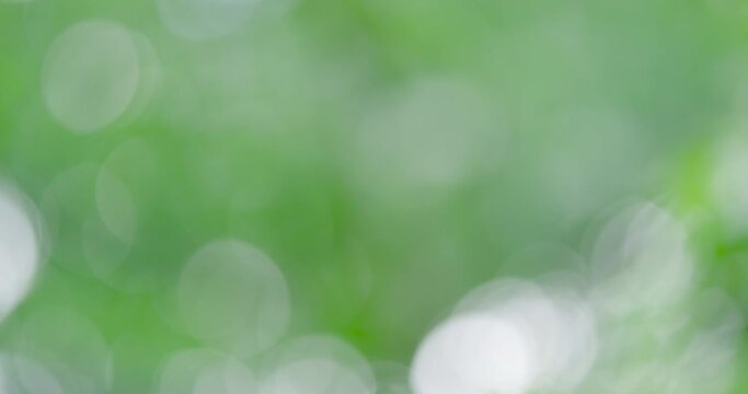 Abstrack Blur green bokeh light outdoor natural garden, Beautiful Green natural garden Blur background, 4k. ProRes422