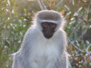 vervet monkey, southern africa.