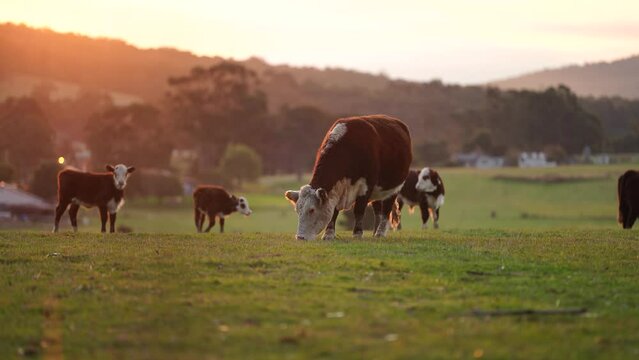 hereford Cows grazing at sunset on a farm