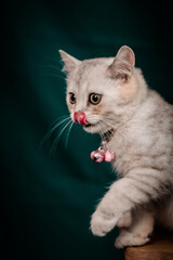 The little cat took a portrait photo with a beautiful moment taken by the Vietnamese pet-loving community