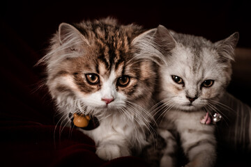 The little cat took a portrait photo with a beautiful moment taken by the Vietnamese pet-loving community