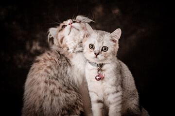 The little cat took a portrait photo with a beautiful moment taken by the Vietnamese pet-loving community
