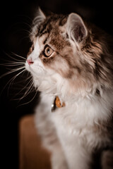 The little cat took a portrait photo with a beautiful moment taken by the Vietnamese pet-loving community