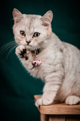 The little cat took a portrait photo with a beautiful moment taken by the Vietnamese pet-loving community