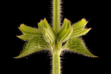 Annual Clary (Salvia viridis). Flower Buds Closeup