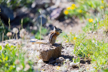 chipmunk
