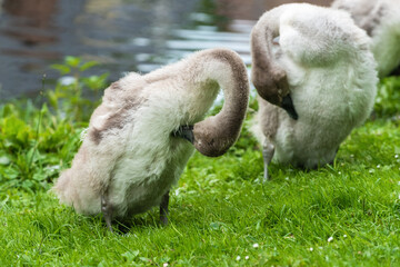 Two swan chicks (Cygnus olor) clean their bellies while standing on the grass