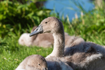 Profile portrait of a chick (Cygnus olor)