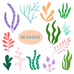 Seaweed. Aquarium plants, underwater planting. Seaweed vector set. Aquatic plants illustration, wildlife nature