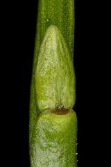Bilberry (Vaccinium myrtillus). Lateral Bud Closeup