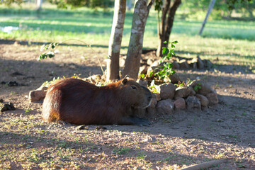Brazil Pantanal Capibara