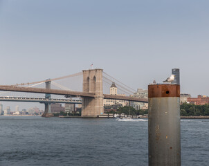 Brooklyn Bridge and Manhattan Bridge with a close up Seagull.