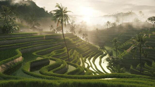 Rice fields terrace at sunset. Flooded Asian rice fields in the mountains. Rice fields in bali