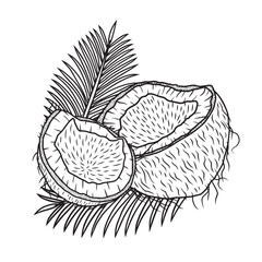 Coconuts with palm leaves, vector art