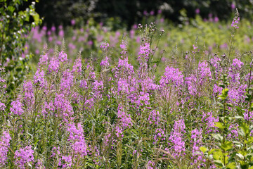 Blooming Sally - wild plant with pink flowers