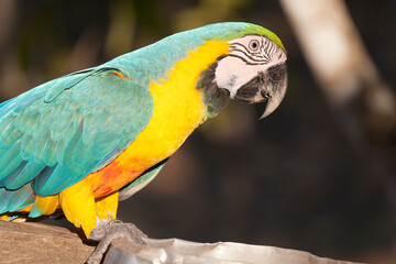 Brazil Pantanal arara parrot closeup