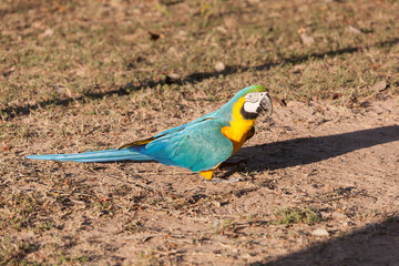 Brazil Pantanal arara parrot closeup