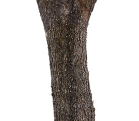 A tall tree with rough bark and a thick trunk stands majestically on a white background.