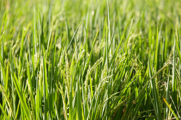 Close up view at the rice crop. Rice paddy.