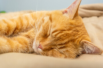 cute ginger cat sleeping