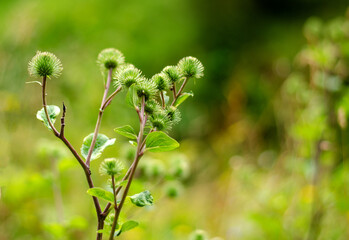 Plant prickly burdock in Germany in the garden