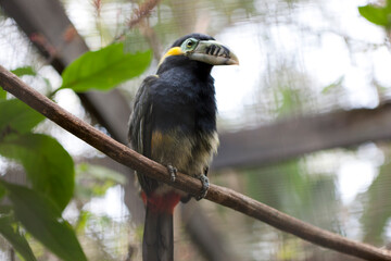 Pied-billed selenidera close-up