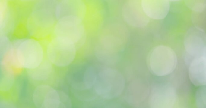 Abstrack Blur green bokeh light outdoor natural garden, Beautiful Green natural garden Blur background, 4k. ProRes422
