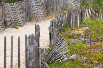 Sand fence to avoid erosion in Calvi Corsica at the mediterranean sea