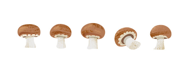 Set of fresh brown champignons on white isolated background. Vector illustration with textures of edible mushrooms of same size on horizontal banner. Side view.