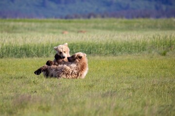 Brown bear cubs at play, Katmai, Alaska