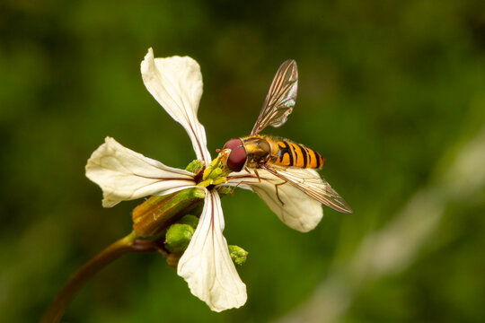 Schwebfliege an gelber Bl&uuml;te makro