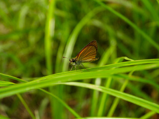 Skipper Butterfly on grass strand