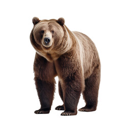 grizzly bear on transparent background