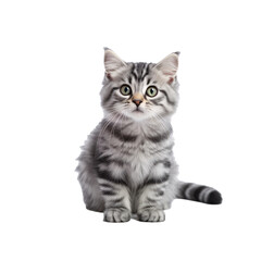 Fototapeta na wymiar cute young energetic kitten on transparent background