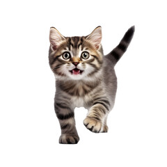 cute young energetic kitten on transparent background