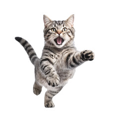 cute young energetic kitten on transparent background